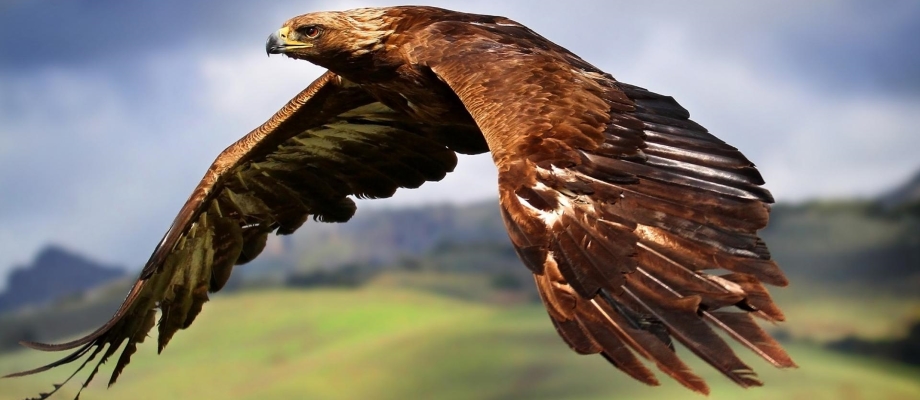 Golden Eagle in Flight at Elan Valley